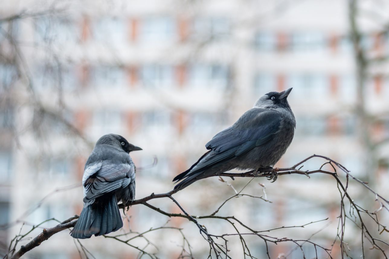 “Verso l’Atlante degli uccelli nidificanti nella città di Milano”: un workshop per comprendere gli obiettivi della rigenerazione urbana.