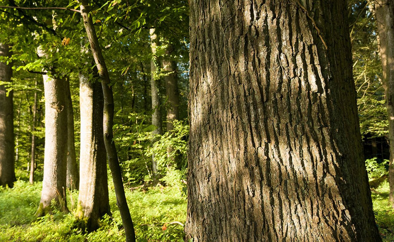 Biodiversitá associata agli alberi in ambiente urbano